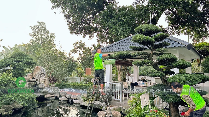 Top 10 cây cảnh chưng Tết 2026 giúp thu hút tài lộc và may mắn